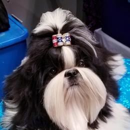 Shih Tzu All Grown Up from Carla Johnson