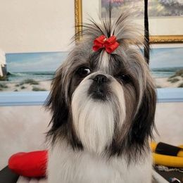 Chibi - Shih Tzu