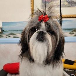 Chibi - Shih Tzu