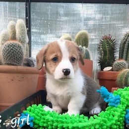 Girl 2 - Sable female Pembroke Welsh Corgi puppy in Nixa, Missouri from Pistol Creek Puppies