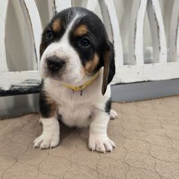 Yellow - Black red and white male Beagle puppy in Henefer, Utah from Lazy G Kennels