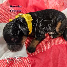 Harriet - Phantom female Goldendoodle puppy in Peyton, Colorado from Grace N Faith Doodles