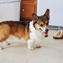 Miles - Pembroke Welsh Corgi