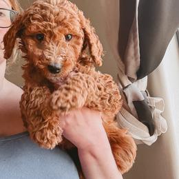 Flareon - Red  female Poodle puppy in Phoenix, Arizona from Moonshine Kennels AZ