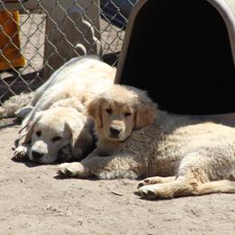 Golden Retriever Puppies from OPK Goldens