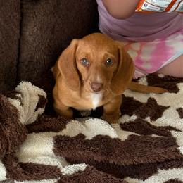 Red boy - Red male Dachshund puppy in Defuniak Springs, Florida from Anastasia Knight's Cocker Spaniels