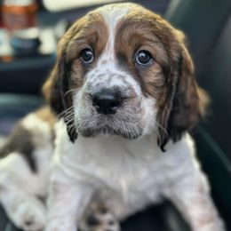 English Springer Spaniels from Krysak’s Springer Spaniels