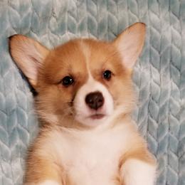 Pembroke Welsh Corgi Puppies from Whimsical Treasure Corgis