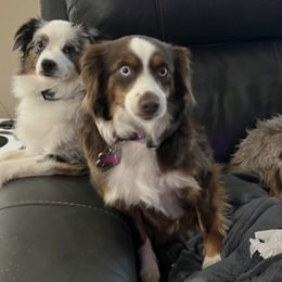 Miniature Australian Shepherds and Toy Australian Shepherds from Indigo River Toy & Mini Aussies