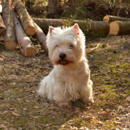 Welsh Terriers and West Highland White Terriers from Dragon Shield Terriers