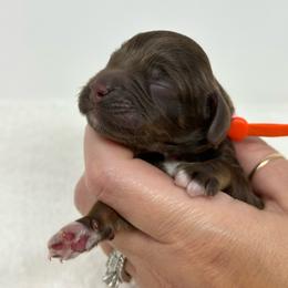 Orange collar boy - Brown and tan male Cockapoo puppy in Oologah, Oklahoma from Timber Hills Poodles and Doodles