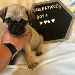 Boy 4 - Fawn male Pug puppy in Norborne, Missouri from Pug Palace