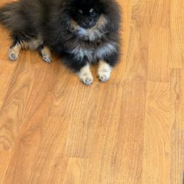 Jet - Pomeranian