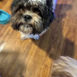 Gucci - Shih Tzu