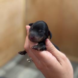Rip Wheeler - Black and tan male Dachshund puppy in Lumberton, Mississippi from Doris’ Darlin Doxies & Doodles
