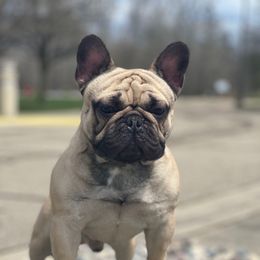Dallas - Fawn male French Bulldog puppy in Lansing, Michigan from Monaco Frenchies