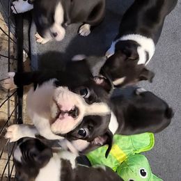 Boston Terrier Puppies from Furhill's Boston Terriers