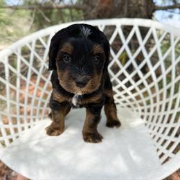 Aiden - Phantom male Bernedoodle puppy in Wamego, Kansas from Doodles of Oz