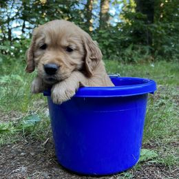 Golden Retrievers from Anna's Golden Retrievers