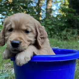 Golden Retrievers from Anna's Golden Retrievers