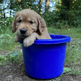 Golden Retrievers from Anna's Golden Retrievers