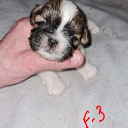 Girl 3 - Red and white female Shih Tzu puppy in Bethlehem, Pennsylvania from Cinnamon's Shih Tzus