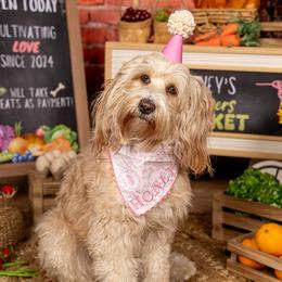 Honey - Australian Labradoodle