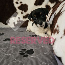 Girl 2 - Tri-color female Russell Terrier puppy in Harvel, Illinois from Ruff and Tumble Russell Terriers