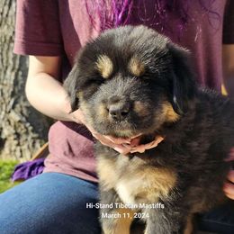 Rose - Black and tan Tibetan Mastiff puppy in Tulsa, Oklahoma from Hi Stand Boxers, Frenchies, & Tibetan Mastiffs