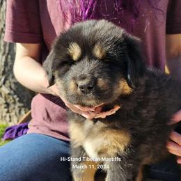 Rose - Black and tan Tibetan Mastiff puppy in Tulsa, Oklahoma from Hi Stand Boxers, Frenchies, & Tibetan Mastiffs