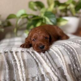 Sunny - Red  female Goldendoodle puppy in Las Vegas, Nevada from Dose of Doodles