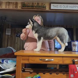 Siberian Husky Puppies from Spirit of the Moon Siberians