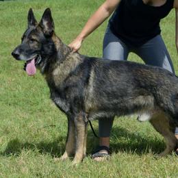 Kaiser - German Shepherd