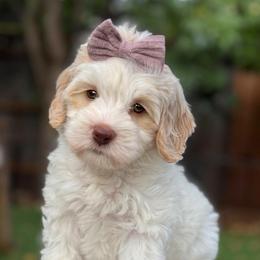 Coconut - Caramel cream female Australian Labradoodle puppy in Morgan Hill, California from Loving Labradoodles