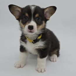 Pancake(Snickerdoodle) - Black and tan male Pembroke Welsh Corgi puppy in Dickeyville, Wisconsin from J&R Shepherds & Corgis