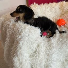 Big Island's Little Weiners Ha'a Koa At U'i Kalapana - Black and cream male Dachshund puppy in Hilo, Hawaii from Big Island’s Little Weiners