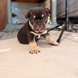 Chandler - Black and tan male French Bulldog puppy in Florida from Doxie Rugrats