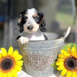 Robin 2400 - Piebald male Dachshund puppy in Leesburg, Florida from Mini Doxie Mischief Makers