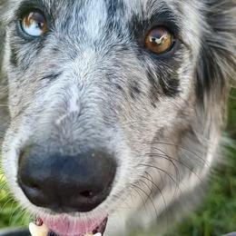 Kit - Border Collie