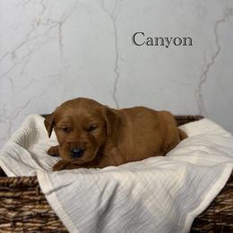 Canyon - Dark golden male Golden Retriever puppy in Fruitland, Idaho from Bethel Retrievers
