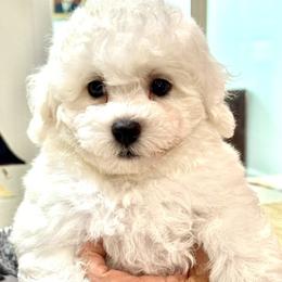 Puppy - White male Bichon Frise puppy in Greenville, South Carolina from Almaza Bichons