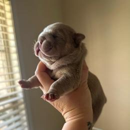 Iris - Lilac tri-color female Bulldog puppy in Hernando, Mississippi from Blues City Bulldogs
