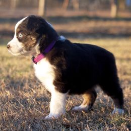 Miniature Australian Shepherd Puppies from Sand Dollar Aussies