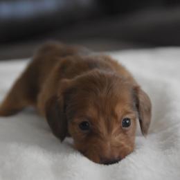 Nolan - Red male Dachshund puppy in Momence, Illinois from Happy Little Doxies