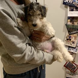 Boy - White black and tan male Wire Fox Terrier puppy in Acton, Massachusetts from Far Echo Fox Terriers