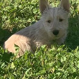 Scottish Terrier Puppies from Crawford Ranch