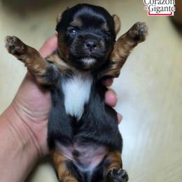 Johny Cage - Black and tan male Yorkshire Terrier puppy in California from Corazon de gigante