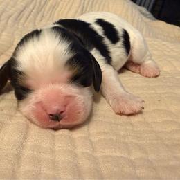 Red collar boy - Tri-color male Cavalier King Charles Spaniel puppy in Acworth, Georgia from Cumberland Cavaliers
