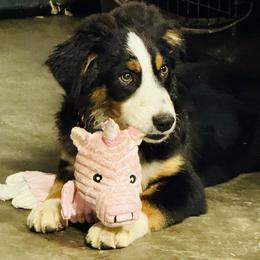 German Shepherd and Miniature American Shepherd Puppies from Bouchard’s Best Shepherds