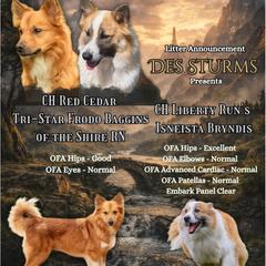 Icelandic Sheepdog puppies from Del Lago Canine Center